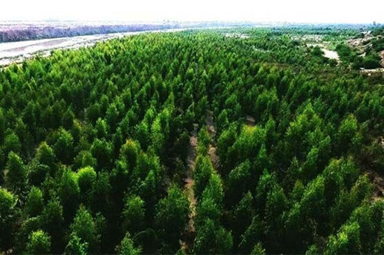 Пакистан накрыло цунами в 10 миллиардов деревьев