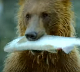 Робот-лосось следит за рыбачащими гризли