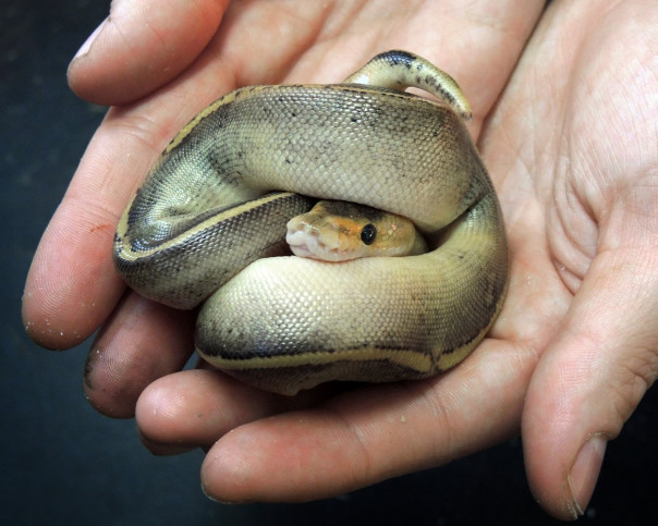 В Московском зоопарке родились редкие змеи