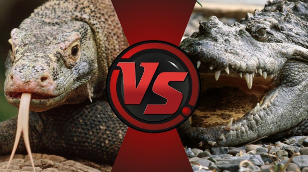 Крокодил охраняет кладку яиц от варанов