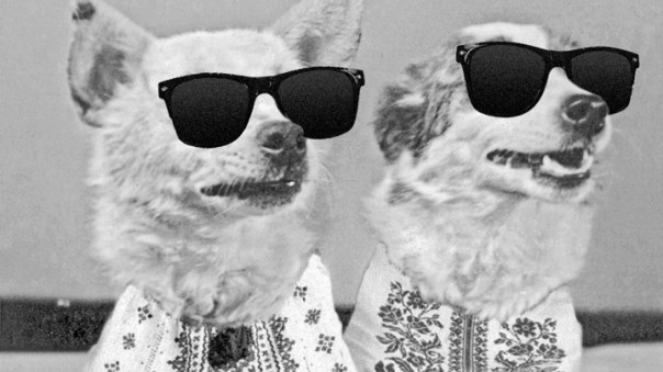 "Украинский 007": Белка, Стрелка и дешевый треш