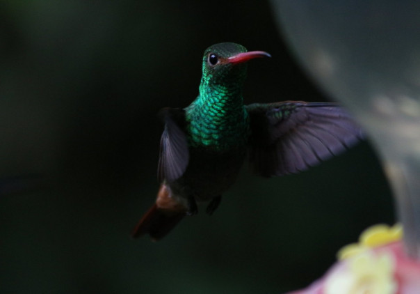 Как колибри удается пролетать сквозь водопады