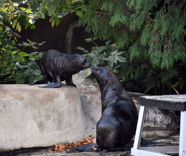 Прибавление в пиратском семействе морских котиков: фото и видео