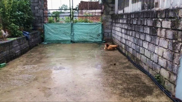 Кобру избила наседка