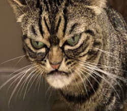 Поляков взбесила фраза Тихановской о Польше, где «президент слушает народ»