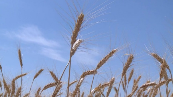 Россия обновляет рекорды по экспорту зерна