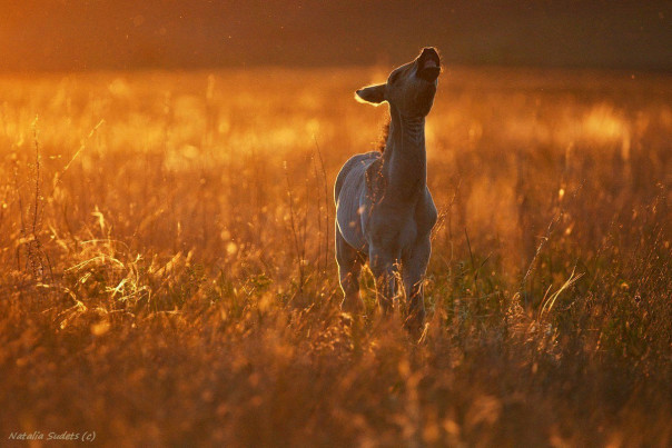 В США клонировали лошадь Пржевальского
