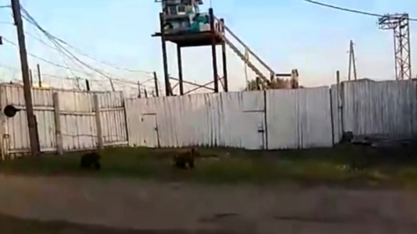 "А мамаша где?": в исправительную колонию пришли медвежата. Видео