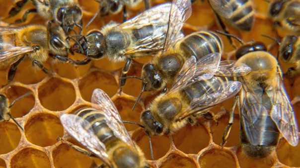 Пьяные пчелы на Волыни массово убивают трезвых сородичей, во всем виноват новичок