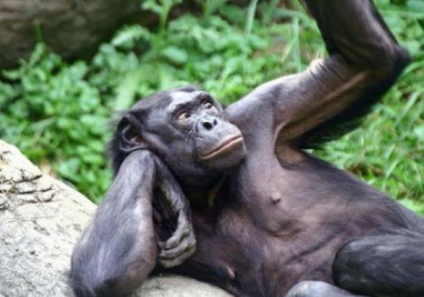 «Полицейские» для обезьян