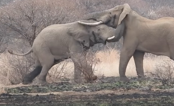 Круговорот жизни: в парке Крюгера погиб слон Мавусо