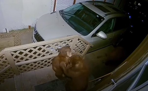 Медвежата подрались прямо на крыльце чужого дома