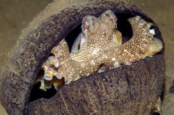 Где прячется кокосовый осьминог