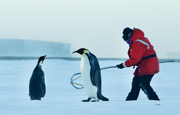 Про пингвина и летчика