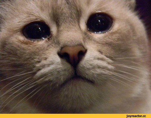 Манускрипт, испорченный кошкой