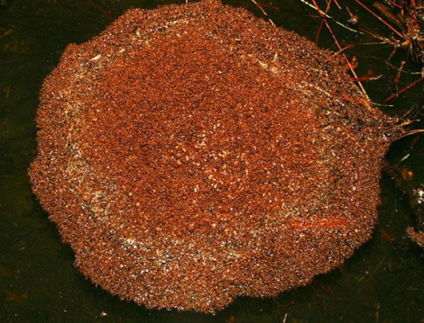 Как муравьи делают плоты из самих себя