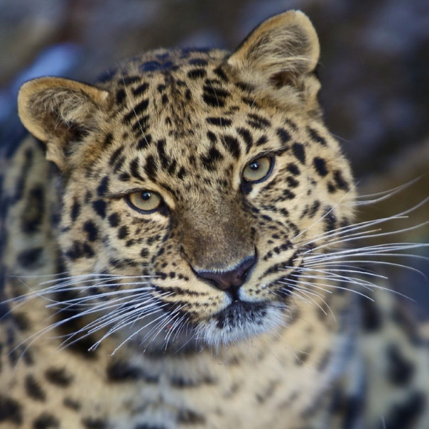 Документальный фильм Александра Мельника «Земля леопарда, или Феномен человека»