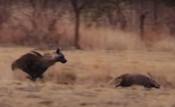 Трубкозуб убегает от бурой гиены: редкое зрелище
