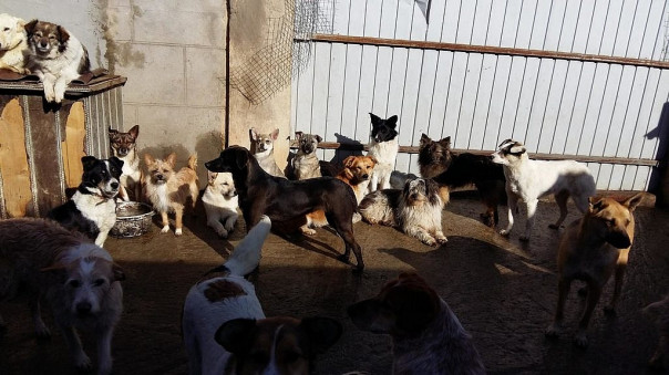 Госдума предложила кормить приюты едой из ресторанов