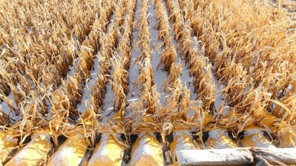 В Оренбуржье прошла первая в мире уборка урожая беспилотным комбайном