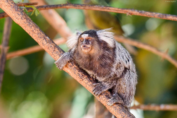 Обезьянам пересадили человеческий ген. Их мозг изменился и стал походить на наш