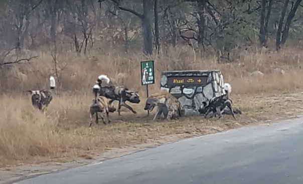 Загнанная в угол гиена зовет на помощь