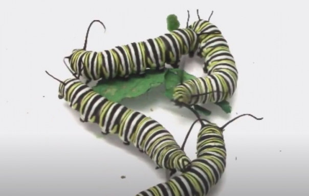 Голодные и злые гусеницы сражаются за еду