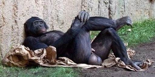 Альфа-самец. Александр Зубченко