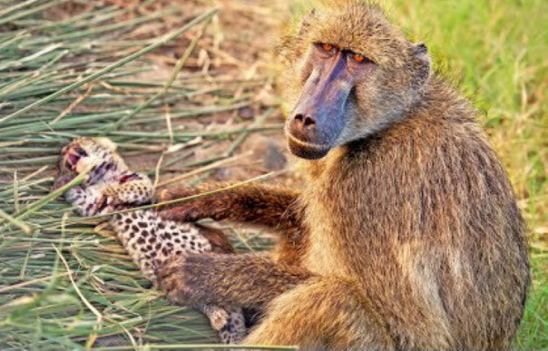 Павианы похитили детеныша леопарда