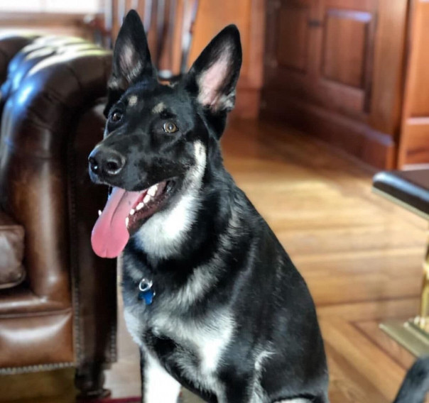 Пятничное: "Я хотел схватить его за хвост". Байден рассказал, как сломал ногу играя с псом