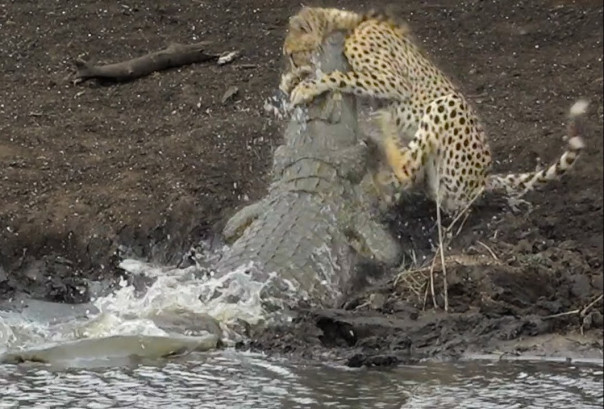 Крокодил поймал гепарда у водопоя