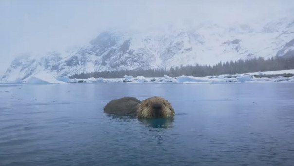 Самка калана ищет детёныша в метели: видео глазами робота-шпиона