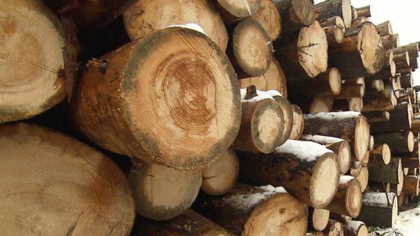 В России будут следить за легальностью вырубки леса