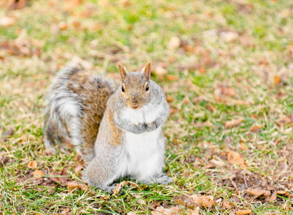 В Нью-Йорке белки начали нападать на людей. Никто не знает почему