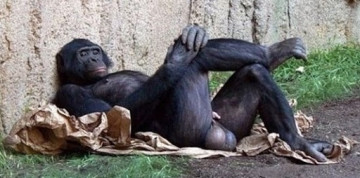 Альфа-самец. Александр Зубченко