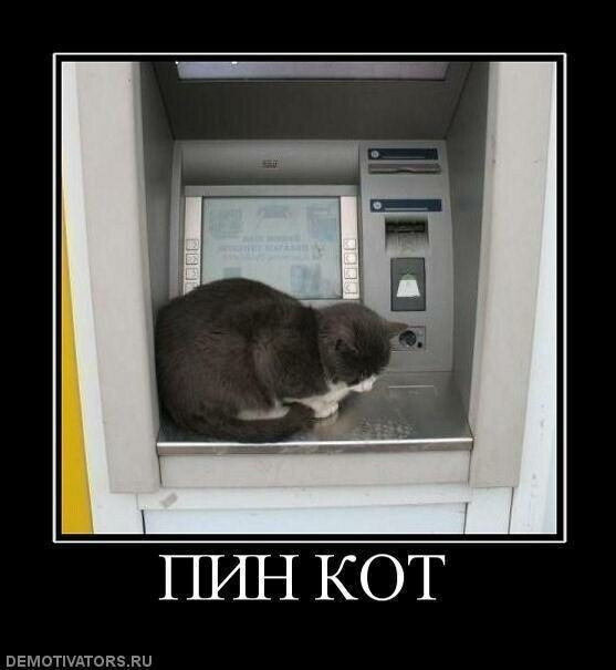 Котовасия