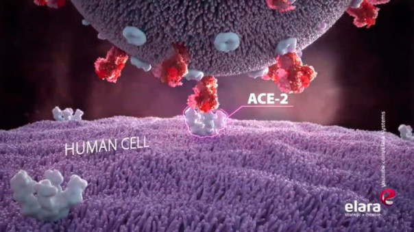 Коронавирус может остаться в организме людей навсегда