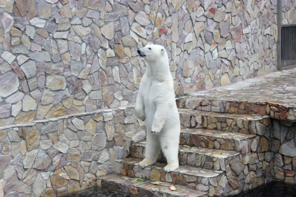 По понедельникам вход в Ленинградский зоопарк будет бесплатным для некоторых групп населения