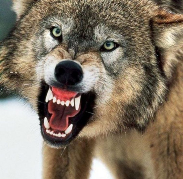 Владимир Владимирович, время пришло. Нужен волчий оскал!