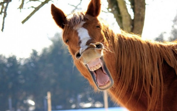 В Челябинской области женщину изнасиловал «конь»