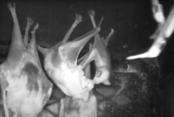 Летучая мышь усыновила чужого детеныша после смерти его матери