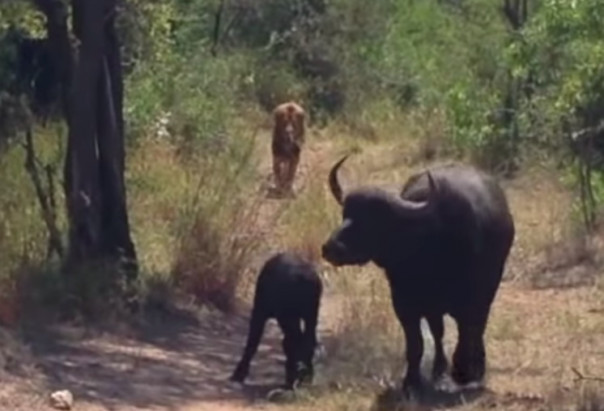 Буйволица защищает детеныша от леопарда и льва