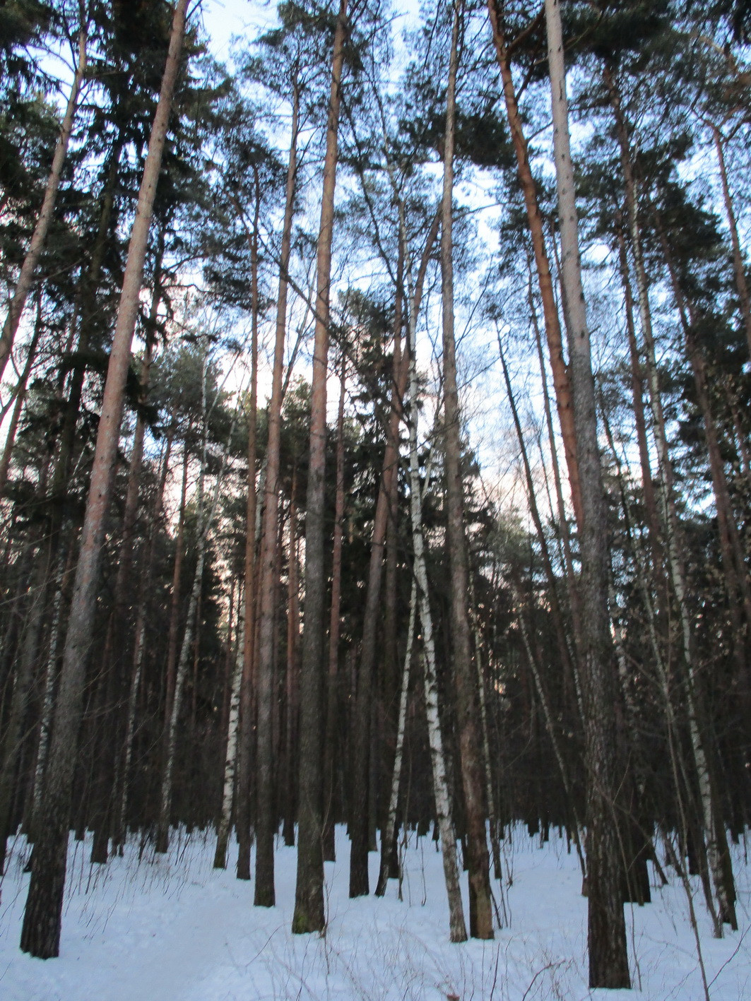 А.В.Росич. Коротко о похудении (из переписки)