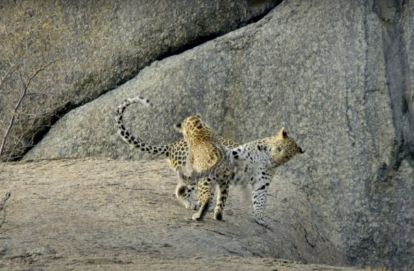 Как детеныши леопарда коротают время, пока мамы нет дома