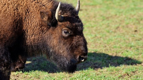 Цэпэрэмога! В Канаде фермер научил бизонов украинскому языку