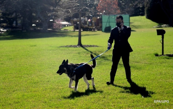 Овчарка Байдена второй раз за месяц укусила человека