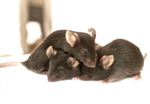 Мыши способны облегчить боль друг друга