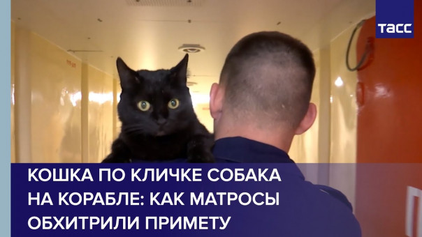 Кошка по кличке Собака на корабле: как матросы обхитрили примету