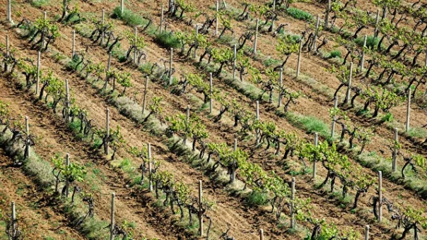 Франция заявила о крупнейшей в XXI веке катастрофе в сельском хозяйстве