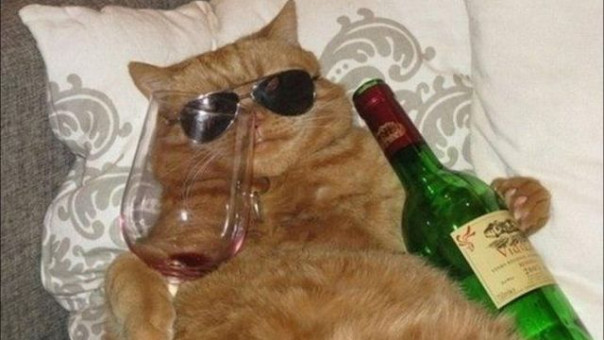 Надоели криптовалюты? Встречайте новое порождение издыхающей финсистемы - криптокоты и криптолошадки!